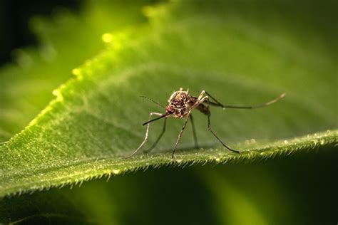 sivrisineğin ısırdığı yer neden kaşınır